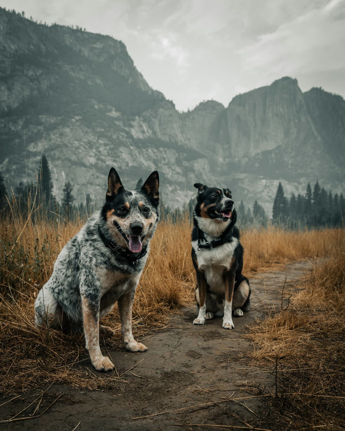山で過ごす犬。旅のイメージ写真